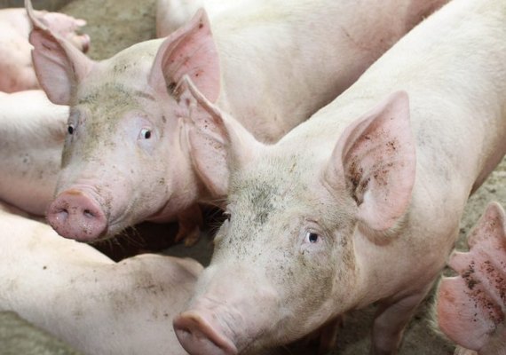 Embrapa: Custo de produção de suínos e aves sobe em abril em relação a março