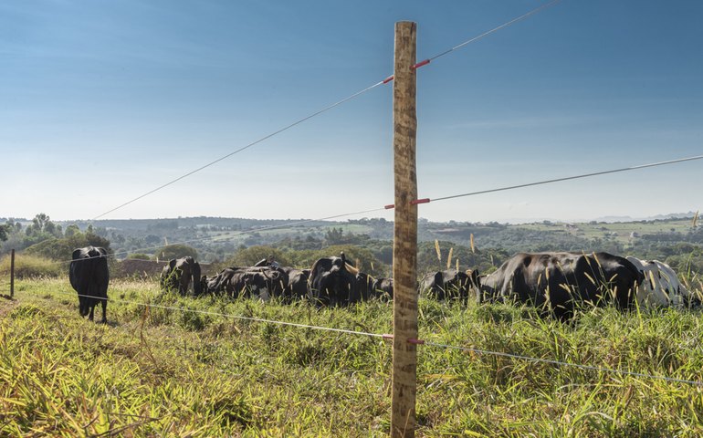 Alagoas tem se destacado na pecuária nordestina, que combina tradição com inovação para elevar produtividade