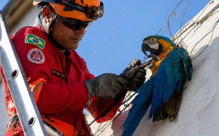 Arara é resgatada após ficar presa em cerca elétrica em Ituiutaba