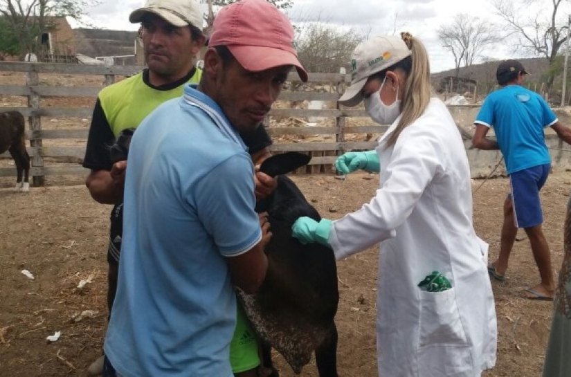 Emater inicia vacinação contra brucelose em municípios da Bacia Leiteira
