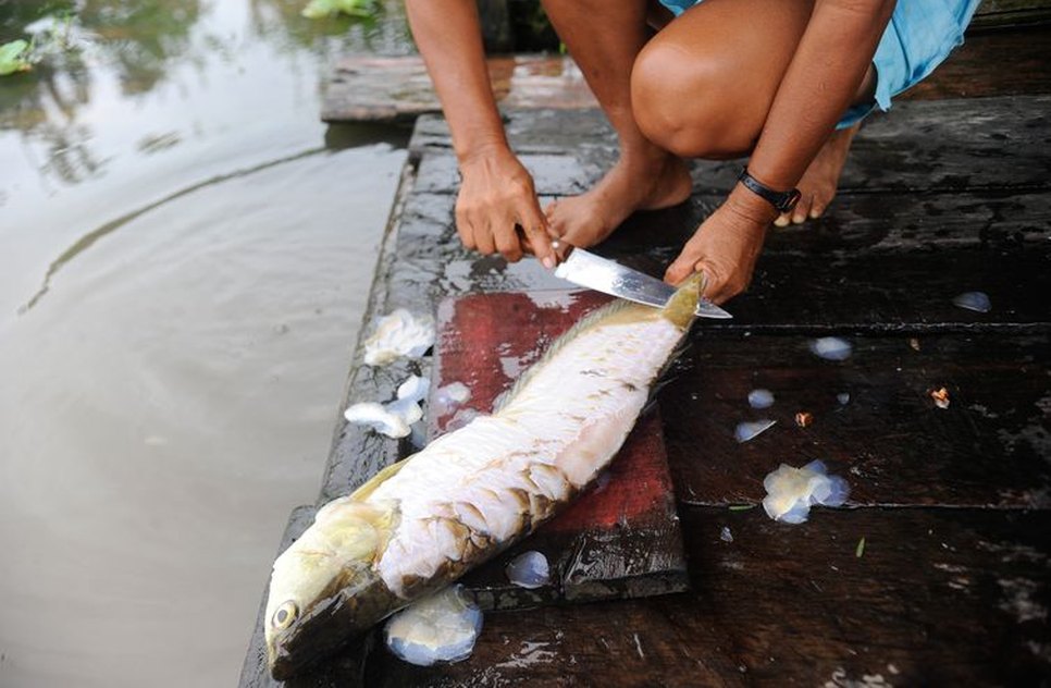 PEIXES AGÊNCIA BRASIL / Foto: Agência Brasil