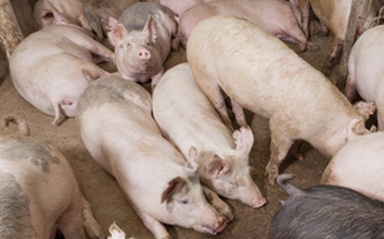 OIE reconhece RS e SC como zonas livres de peste suína clássica