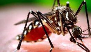 São 8.370 de Chikungunya casos prováveis, desde 2016, distribuídos nos 72 municípios/ Foto: Divulgação
