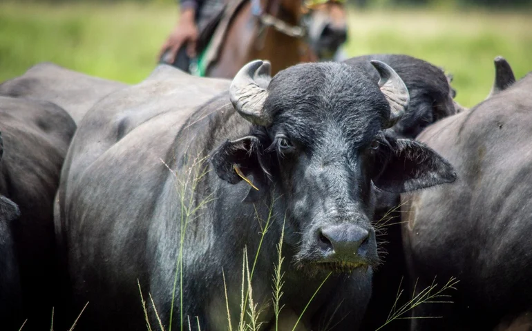 'É importante mostrar para o mundo que a gente preserva', afirma proprietário de fazenda no Marajó