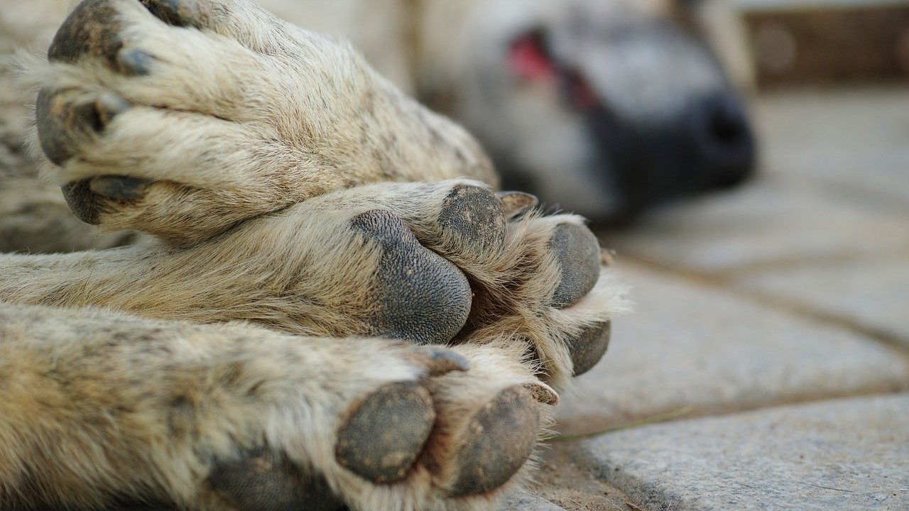 A difícil decisão pela eutanásia de um pet