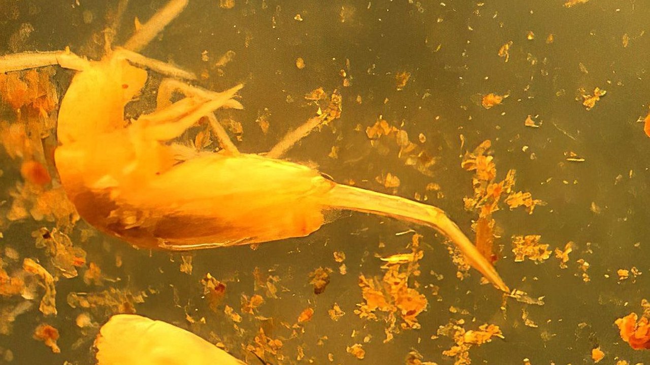 Animal em extinção de 1 mm é encontrado apenas em caverna no Pará
