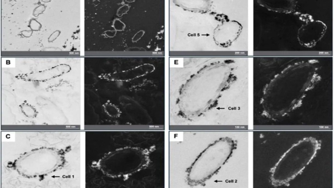 Bactérias transformam urânio tóxico em material mais estável na Alemanha