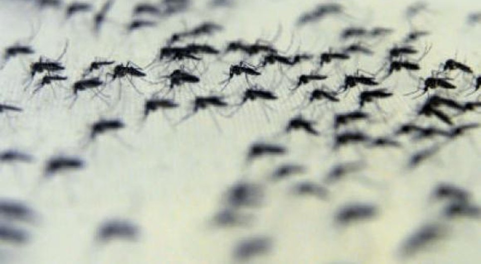 aedes
