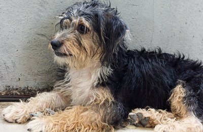 Secretaria da Cidadania realiza minicurso sobre bem-estar animal e combate a maus-tratos