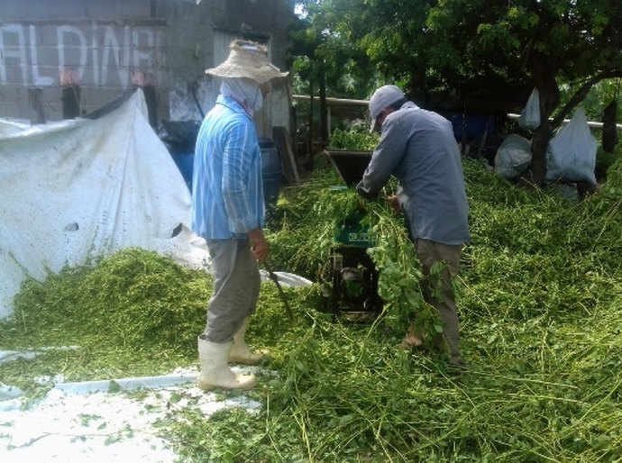 Mata-pasto é utilizado como alternativa para nutrição de rebanho no Sertão