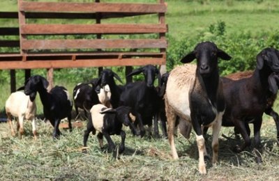 Desenvolve leva linhas de crédito para população de Carneiros nesta quinta