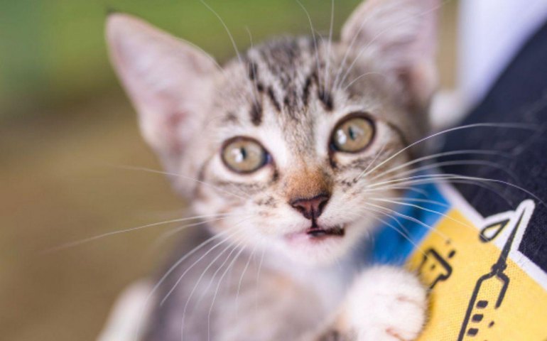 Feira de Adoção da Prefeitura de Maceió acontece na Rua Aberta no domingo (11)