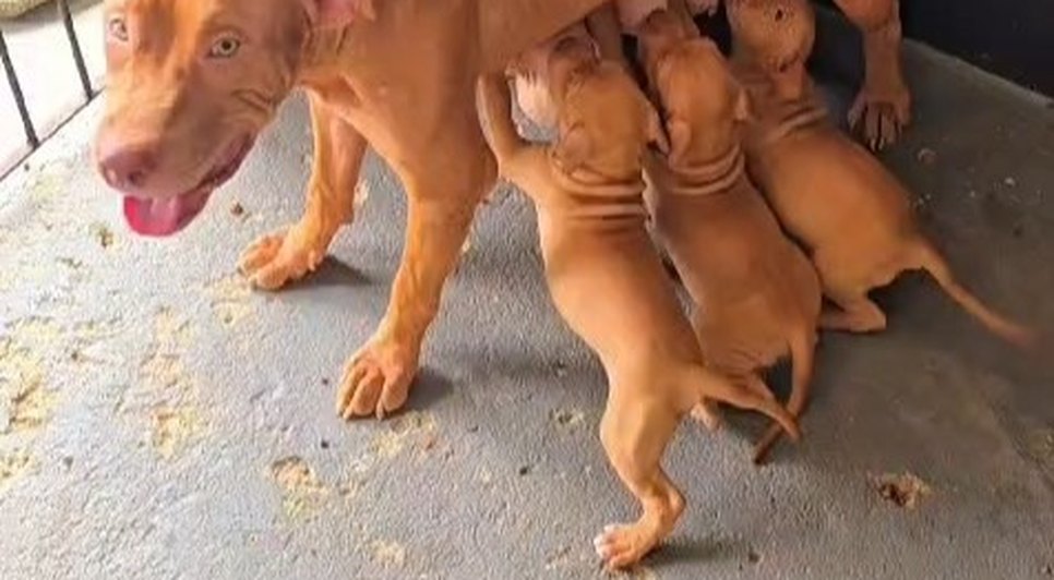 cachorros / Foto: Foto: Reprodução SSP/SE