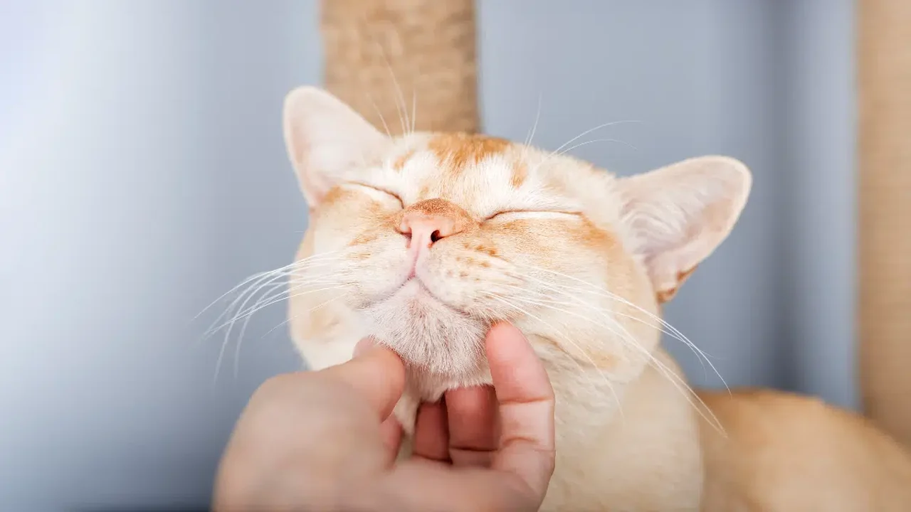 O que causa a acne felina? Saiba como tratar os pontinhos pretos no queixo e nos lábios do gato