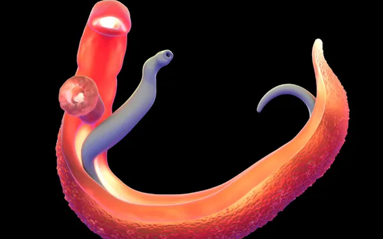 Pesquisa aborda esquistossomose e o saneamento básico em Alagoas