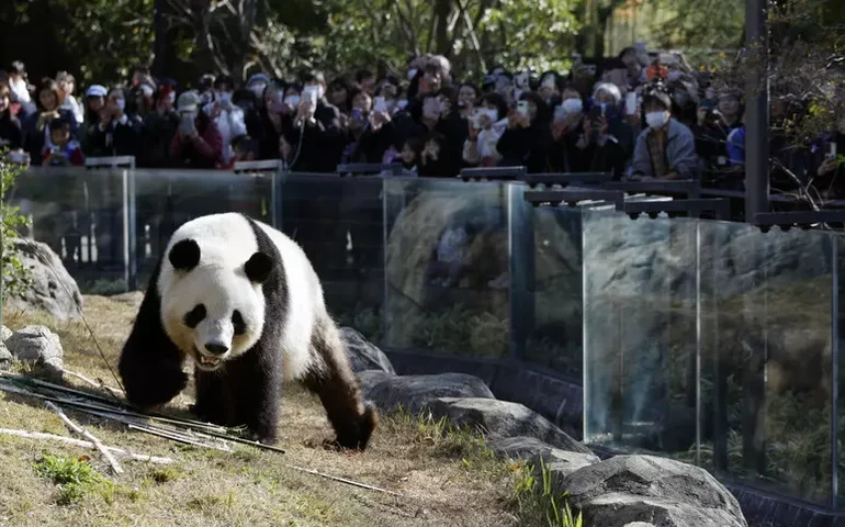 Japão ficará sem exemplar de pandas em meio à crise com China