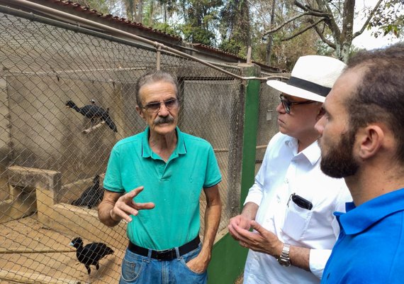 Ave extinta na natureza retorna para as matas de Alagoas