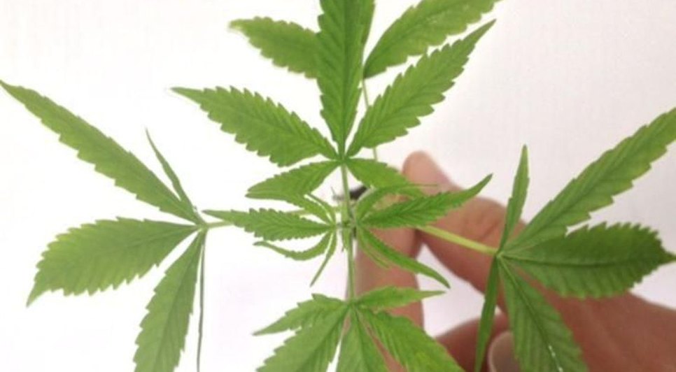 MACONHA