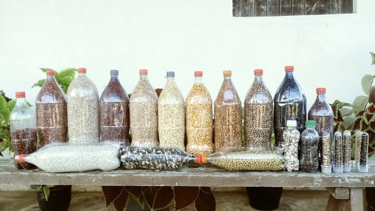 Seagri-AL realiza parceria com Cooperativas para capacitação e aquisição de sementes crioulas