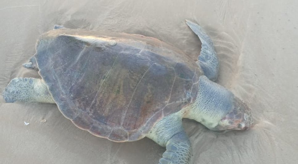 Tartaruga marinha é encontrada morta na Grande Aracaju
