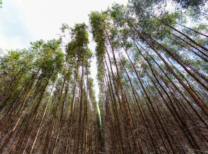 Sedetur afirma que o eucalipto é o futuro sustentável de Alagoas