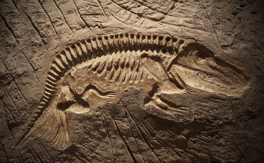 Fósseis achados há 24 anos em SP são de espécie inédita de dinossauro no Brasil