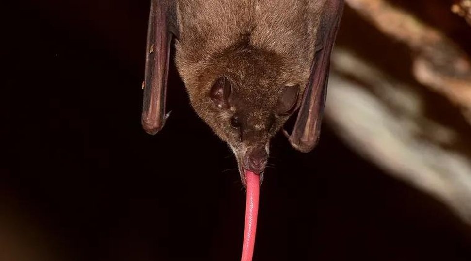 Francês News | Notícias do Nordeste, Brasil e do mundo em Tempo Real-radardasaude 1 23ce20ad09fe5babd157d9b3ad5aa16570c.jpg?name=coletas foram realizadas em cavernas de pernambuco e de outros estados do nordeste envolvendo centenas de morcegos de diferentes especies Francês News | Notícias do Nordeste, Brasil e do mundo em Tempo Real-radardasaude