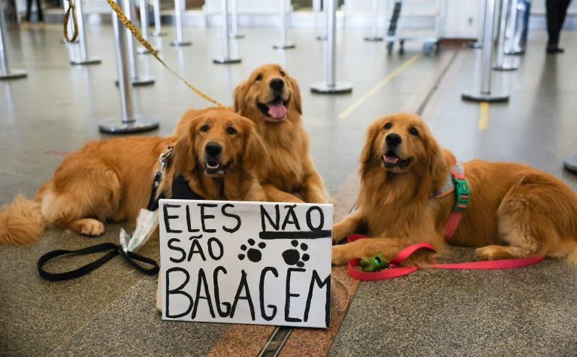 Comissão promove debate sobre morte do cachorro Joca em avião