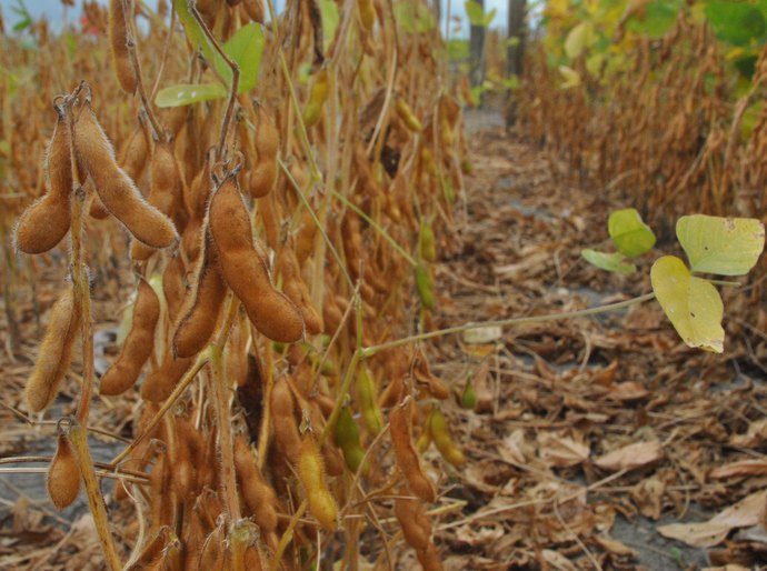 Estado aposta em maior produção de soja em Alagoas a partir de 2016