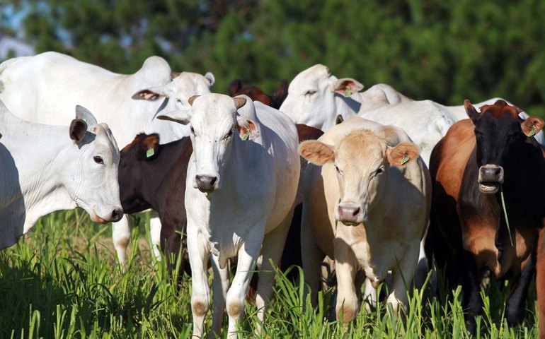 Exportação de subprodutos do abate de bovinos será debatida na CRA