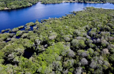 Alertas de desmatamento na Amazônia caem 35% em junho de 2026