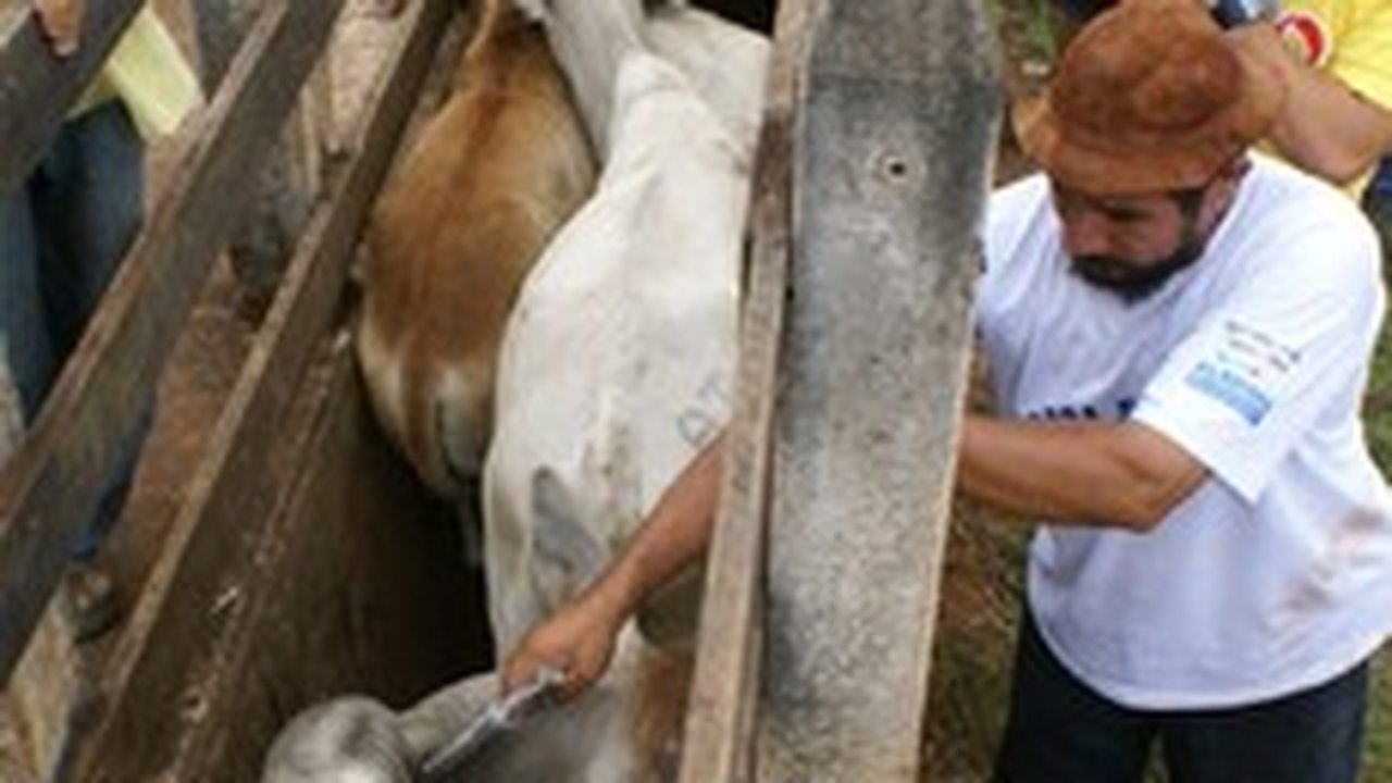Criador tem até sábado para vacinar rebanho contra aftosa
