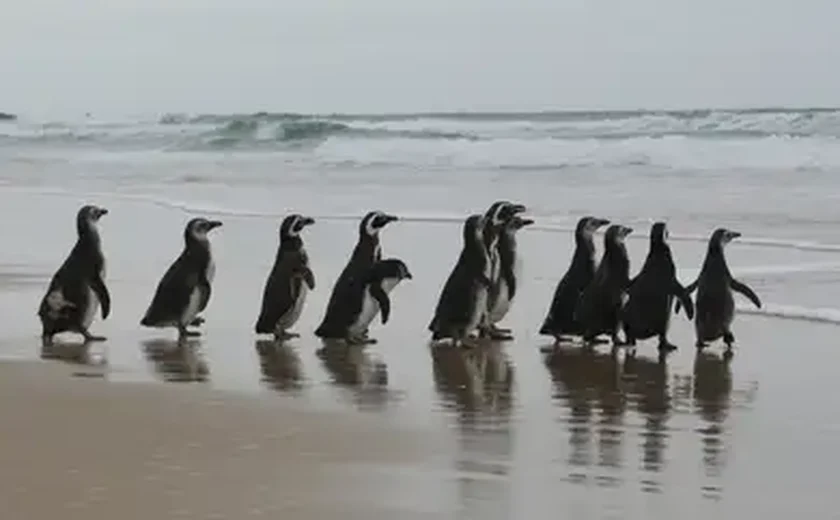 Buraco no ozônio afeta pinguins, baleias e focas na Antártica