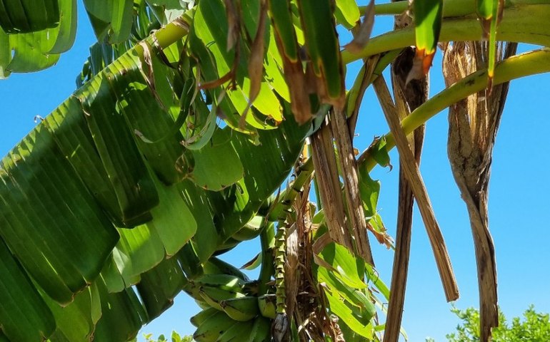 Emater realiza dia de campo para discutir o cultivo da banana em dois municípios da Zona da Mata