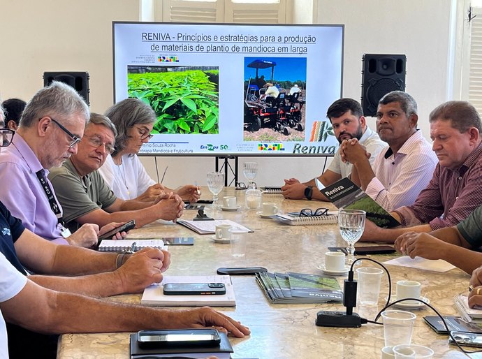 Agricultura busca parcerias para melhorar qualidade genética da mandioca