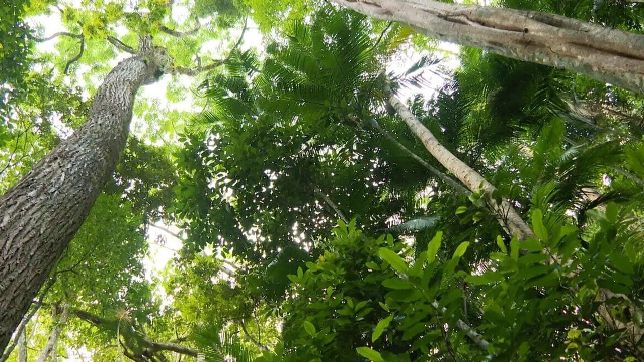 Conexão entre mata e água fortalece defesa natural de rãs contra fungo letal
