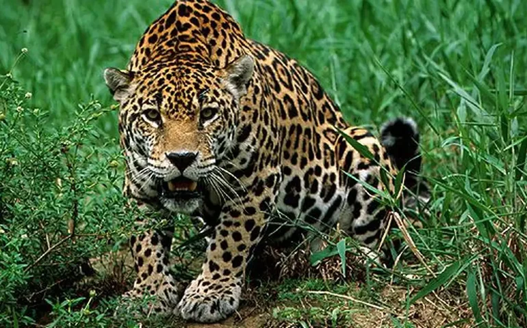 Peão de fazenda fica gravemente ferido após sofrer ataque de onça-pintada no Pantanal do MS