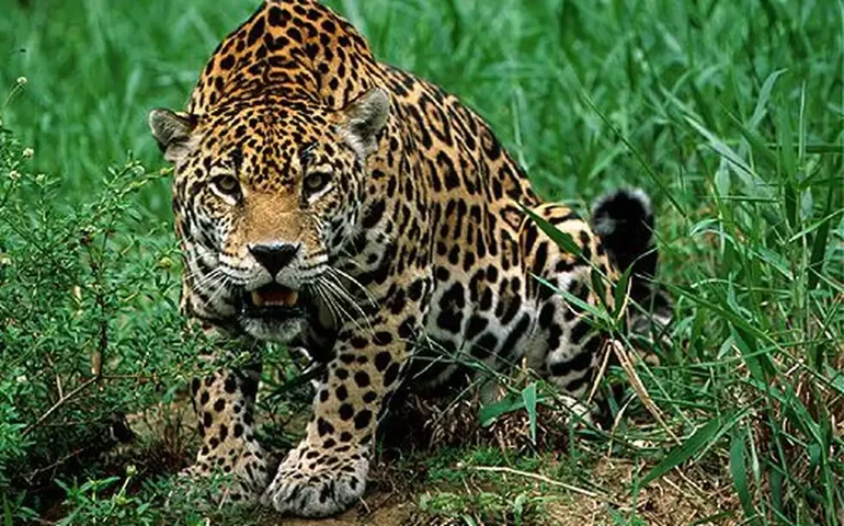 Onças-pintadas são flagradas brigando durante safári noturno