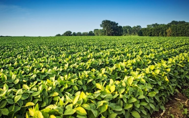 Agronegócio deve ter maior crescimento desde 2017