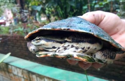 Parque Municipal: colaboradores reintroduzem animais silvestres na natureza