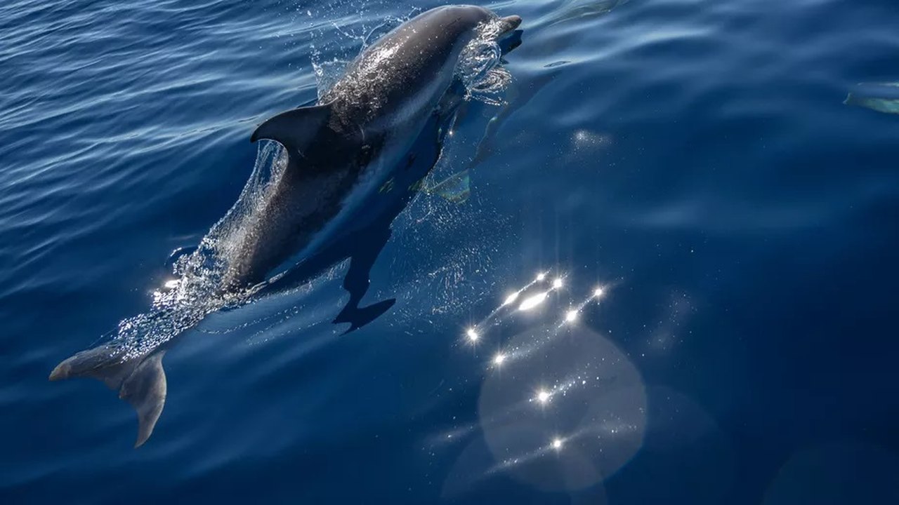 No Japão, banhistas são alertados após série de ataques de golfinhos
