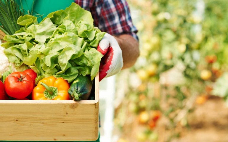 Gobo Rural: Tecnologia ajuda a reduzir o desperdício da produção agrícola