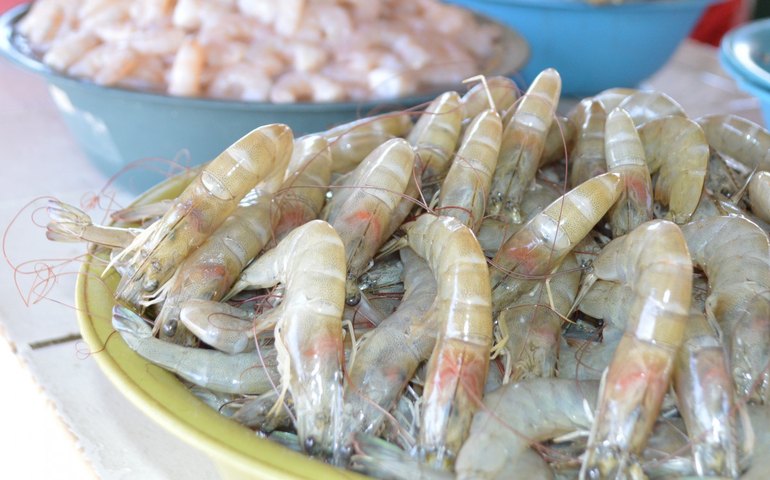 Nutricionista do HGE recomenda atenção redobrada no momento de escolher o pescado para a Páscoa