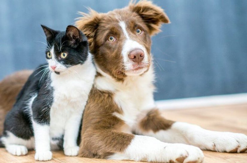 Durante sessão na ALE, projeto de lei proíbe tatuagens e piercings em cães e gatos