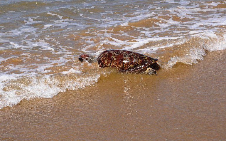 IMA orienta sobre cuidados ao encontrar peixes-boi e tartarugas no litoral de Alagoas