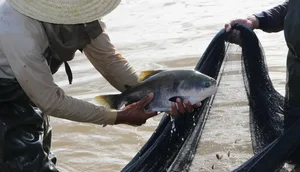 Senar oferta cursos gratuitos nas áreas de suínos, equinos e aquicultura em Sergipe; saiba como participar