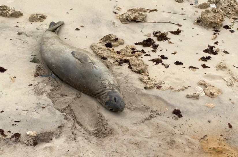 Elefante-marinho encontrado morto em Jequiá da Praia pode ter sido vítima de ação humana