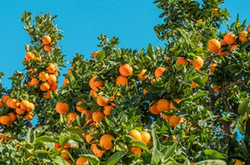 Da pesquisa ao campo: UPL Brasil leva inovação à Coopercitrus Expo