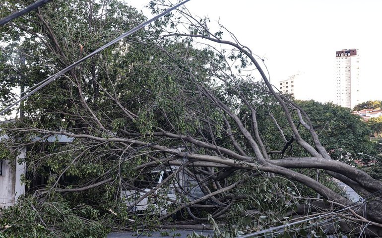 Defesa Civil de SP registra mais de 500 chamados por quedas de árvores