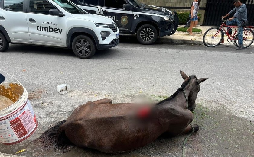 Homem admite na delegacia agressões a égua caída na Ponta Verde